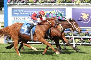 Our Voodoo Prince | Just Horse Racing Our Voodoo Prince