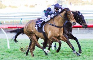 Flemington Raceday | Just Horse Racing Pago Rock winning the All Victorian Sprint Series Heat 8 at Flemington - photo by Race Horse Photos Australia