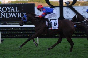 Pajaro | Just Horse Racing Pajaro