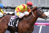 Palentino will now be put on a path to the Cox Plate