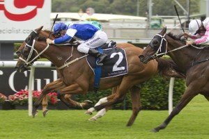 Permit (Blake Shinn, outside, blue cap) wins the Tattersalls Club Cup (Listed) at Randwick on  January 1, 2014 - photo by Martin King / Sportpix