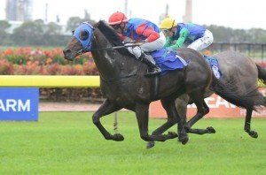 Pierro winning the 2012 Silver Slipper Stakes at Rosehill racecourse