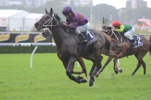 Platinum Kingdom 200413 3381 | Just Horse Racing
