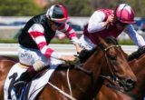 Polanski winning the Norman Robinson Stakes at Caulfield - photo by Race Horse Photos Australia
