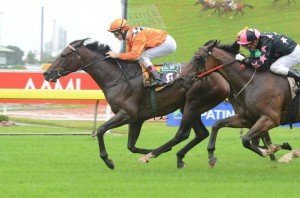 Praecido 030312 1722 | Just Horse Racing