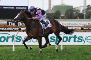 Prince Cheri 310813 9311 | Just Horse Racing Prince Cheri