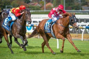 Miss Promiscuity | Just Horse Racing Miss Promiscuity