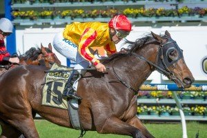 Fleur Fatale | Just Horse Racing Fleur Fatale