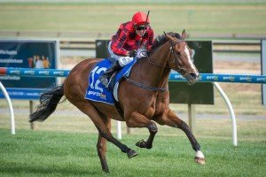 Mujadale | Just Horse Racing Mujadale, Kevin Forrester