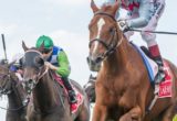 Melbourne Cup Horses