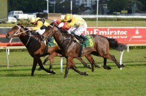 Exciting sprinter Rain Affair came out on top in his much-publicised first foray into stakes racing - Photo by Steve Hart