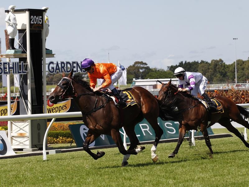 Randwick Challenge | Just Horse Racing