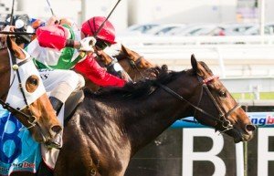 Rebel Dane winning the Clamms Seafood Sir Rupert Clarke Stakes at Caulfield - photo by Race Horse Photos Australia