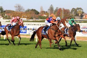 Red Bomber | Just Horse Racing Red Bomber
