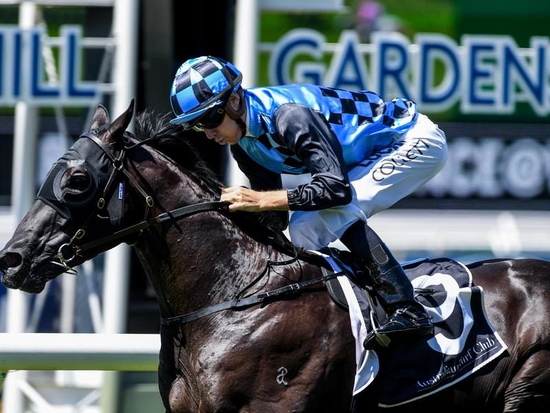 Ringerdingding | Just Horse Racing