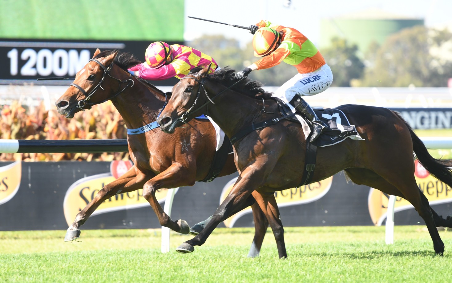 Ronstar Rides Ronstar boosts morale at Rosehill on debut | Just Horse Racing