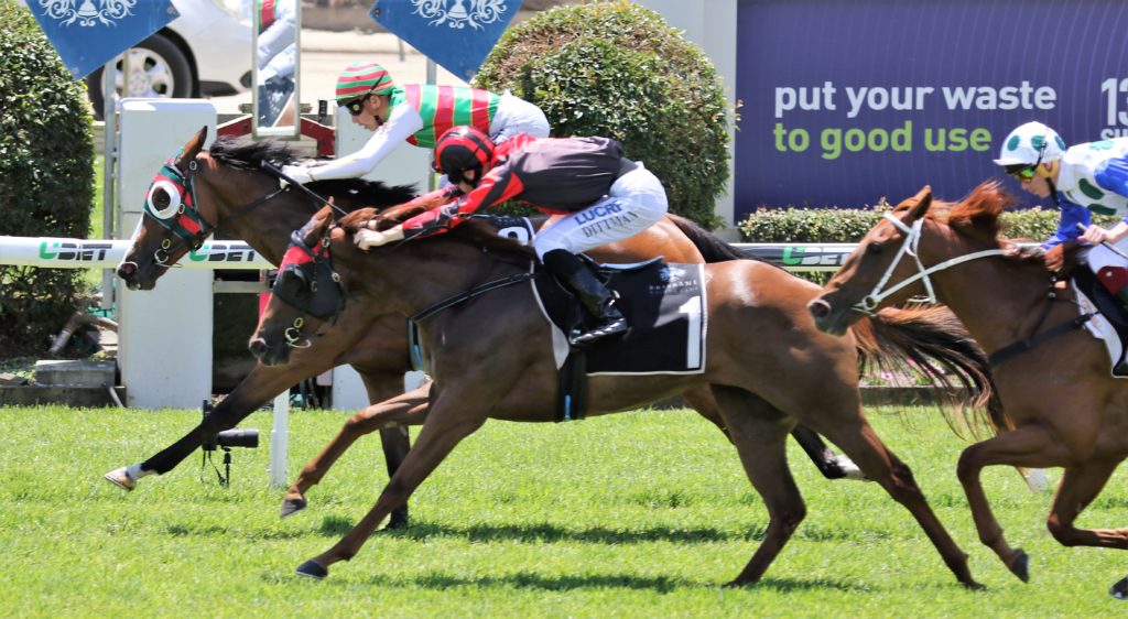 Rosa's Charm, Zielke, Guthmann-Chester | Just Horse Racing