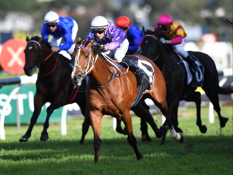Rosehill Cellarman | Just Horse Racing