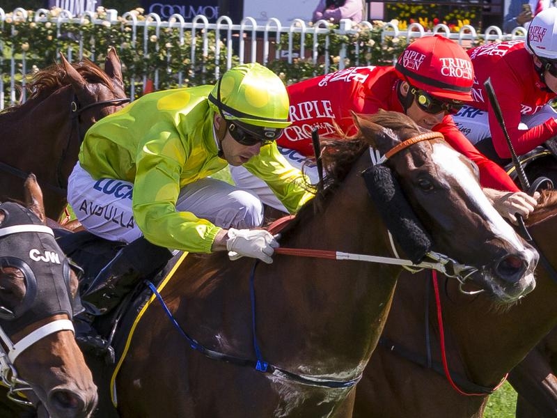 Rosehill Dothraki | Just Horse Racing
