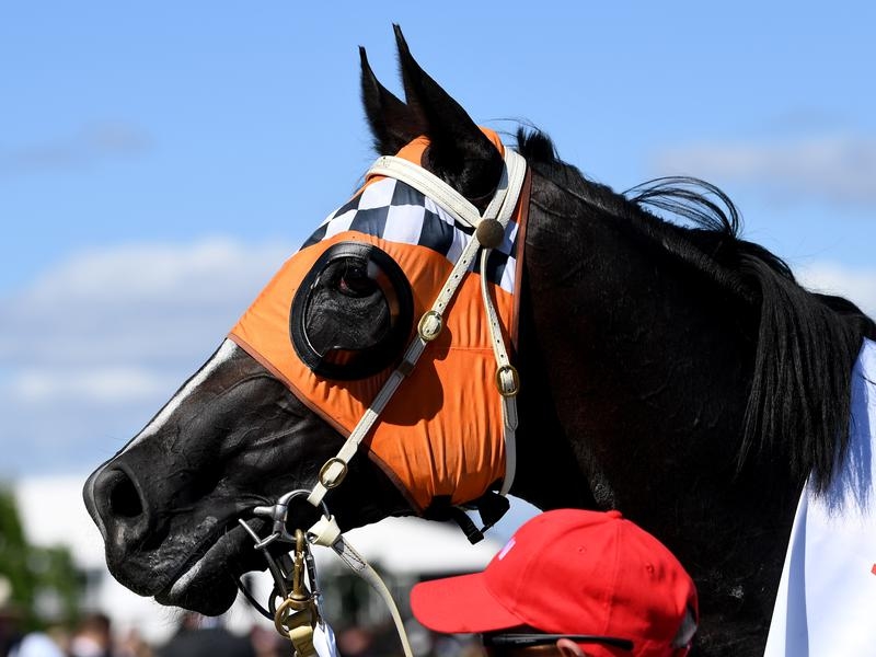 Rosehill Guineas Preview | Just Horse Racing