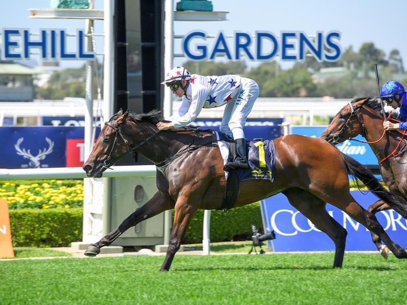 Rosehill Sunlight | Just Horse Racing