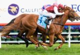 Safegraud winning the Legacy 90th Anniversary Vain Stakes at Caulfield - photo by Race Horse Photos Australia