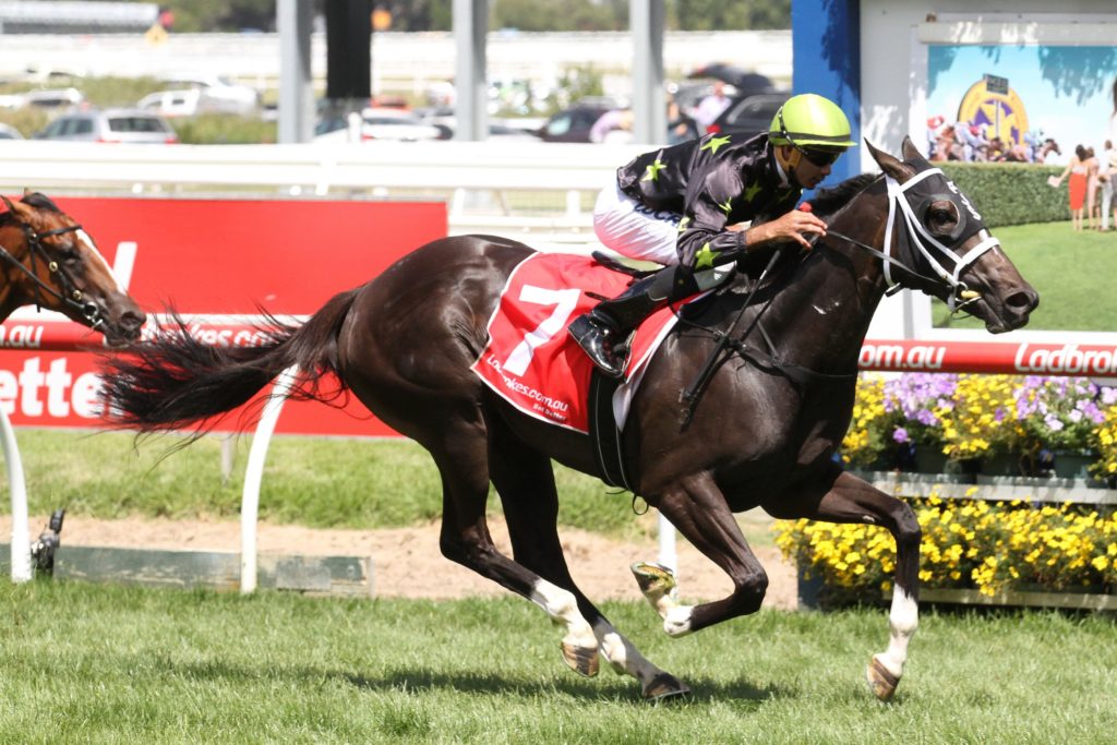 Samara Dancer | Just Horse Racing Samara Dancer