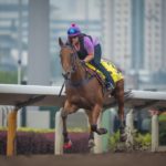 Sha Tin Trackwork, Buffering_11-12-14_0047 | Just Horse Racing