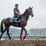 Sha Tin Trackwork, Captain Cat_11-12-14_0062 | Just Horse Racing
