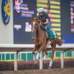 Sha Tin Trackwork, Red Cadeaux_11-12-14_0058 | Just Horse Racing