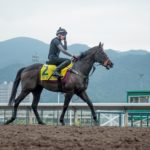 Sha Tin Trackwork, Sole Power_11-12-14_0035 | Just Horse Racing