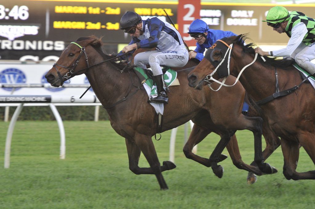 Shalmaneser 280516 7638 | Just Horse Racing
