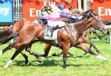 Shamexpress winning the Newmarket Handicap at Flemington - photo by Race Horse Photos Australia