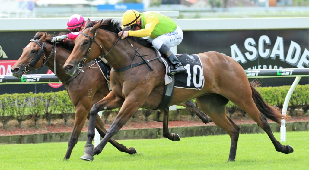 Shamurt (3) | Just Horse Racing