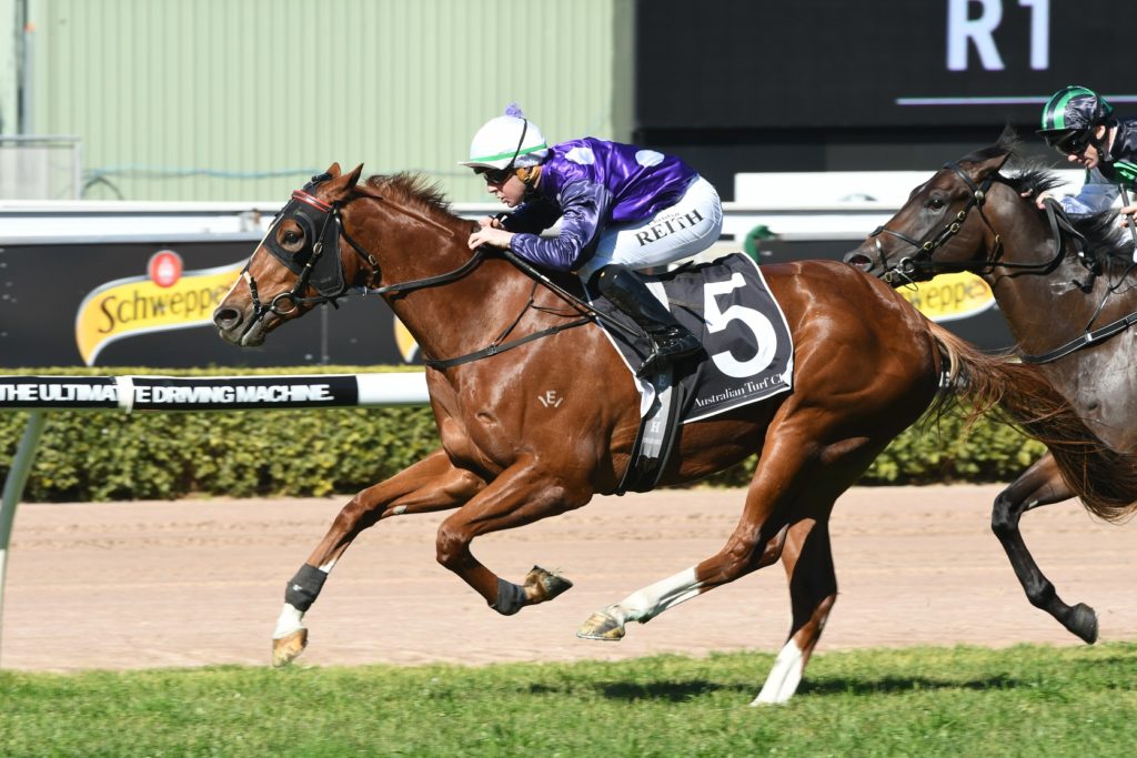 Shogun Sun 050817 3342 | Just Horse Racing