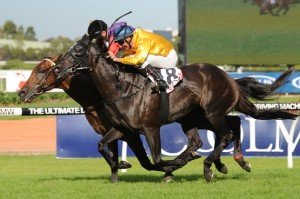 Silent Achiever | Just Horse Racing Silent Achiever