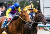 Silversands winning the Inglis Banner at Moonee Valley - photo by Race Horse Photos Australia
