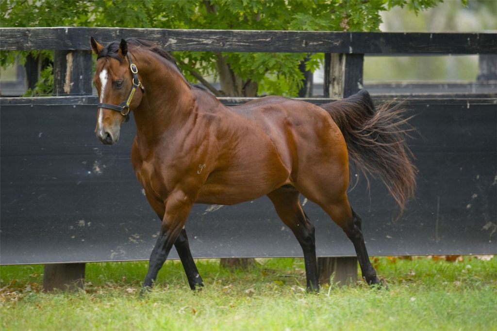 Snitzel | Just Horse Racing