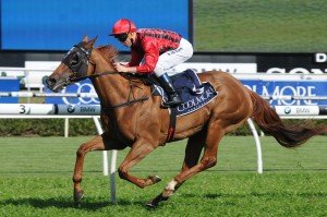 Speak Fondly | Just Horse Racing Speak Fondly