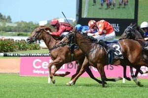 Speak Fondly | Just Horse Racing Speak Fondly