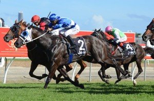 Spurtonic | Just Horse Racing Spurtonic
