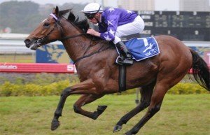 Squamosa-Run-To-The-Rose Squamosa - sportpix.com.au