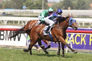 Super Cool,Autumn Stakes,Group 2_23-02-2013_WIN_Caulfield_4__277 | Just Horse Racing