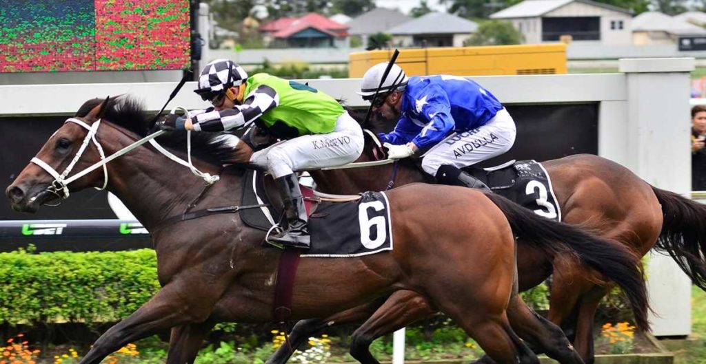 Tangled | Just Horse Racing