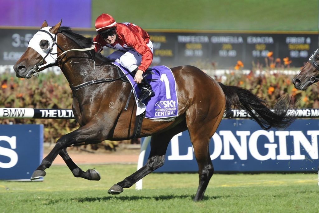 Tarzino | Just Horse Racing Tarzino