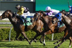 Territory (Nathan Berry, inside, yellow sleeves) wins at Randwick on November 23, 2013