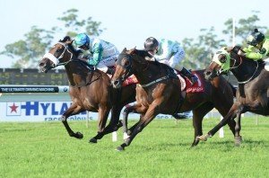 Thy 160313 8590 | Just Horse Racing