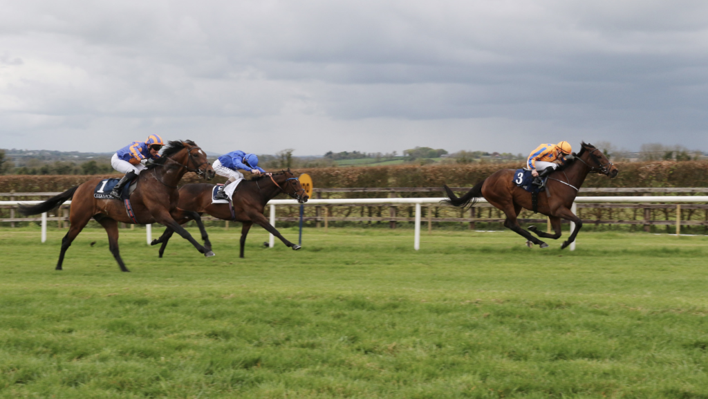 Torcedor | Just Horse Racing