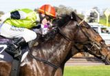 Tuscan Fire winning the Lesley Viney & Colin McKnight Handicap at Flemington - photo by Race Horse Photos Australia