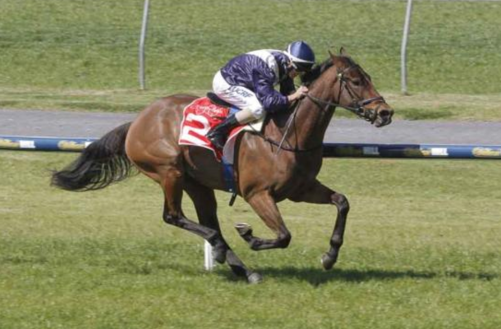 Viddora | Just Horse Racing